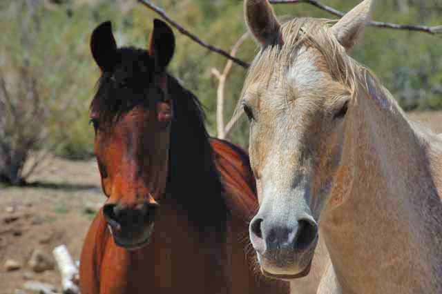 horses in Walker